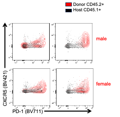 CD45.1CD45.jpeg