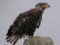 2 eagles