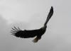 eagle flying
